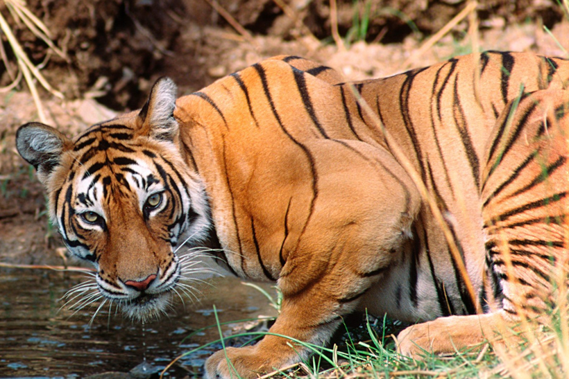 Ranthambore Day Tour