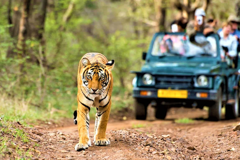 Wildlife getaway to Kumbhalgarh